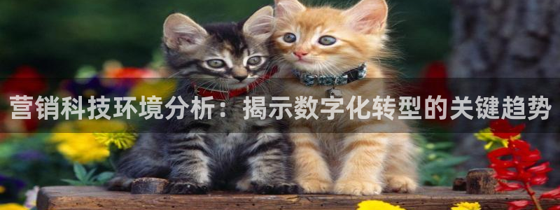金年会能赢吗
