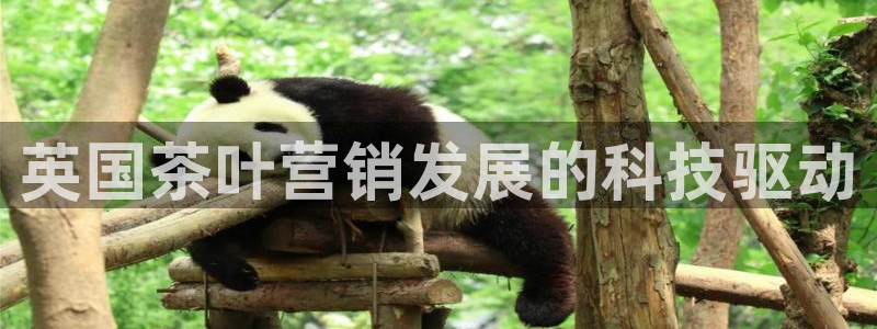 金年会黑不黑