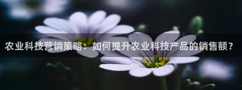 今年会金年会
